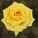 Rosa Golden PERFUMELLA ® Meifazeda