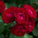 Rosa BAL MASQUE® Meilarkanj