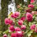 Rosa rampicante Cyclamen PIERRE DE RONSARD ® Margaret Mae