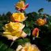 Rosa rampicante MME MEILLAND o PEACE