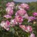 Rosa rampicante PRINCESSE DE MONACO Meibergami