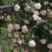 Rosa rampicante MON JARDIN & MA MAISON ® Meichavrin