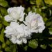 Rosa Icy DRIFT ® Meipicdevoj
