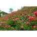 Rosa ANADIA ® Meirameca