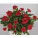 Rosa BABY BACCARA ® Meipaede