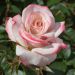 Rosa LYON LUMIERES ® Meivanae