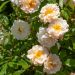 Rosa rampicante liana Ghislaine de Féligonde