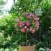 Rosa ad alberello Pink DRIFT Meijocos