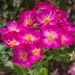 Rosa PRETTY ® Princess Meimauleva