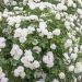 Rosa ad alberello Crème CHANTILLY ® Meiradena - 120/150 cm Fiori Raggruppati
