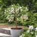 Rosa ad alberello semi-ricadente Icy DRIFT ® Meipicdevoj
