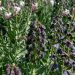 Fritillaria Persica – Fritillaria di Persia