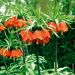 Fritillaria - Corona Imperiale Arancione