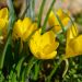 Sternbergia lutea o falso zafferano autunnale