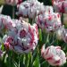 Tulipani doppi a fiori di Peonia Carnaval de Nice