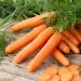 Carota Berlikumer 2 BIO