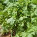 Rucola coltivata