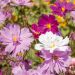 Cosmos Psyche in mix