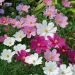 Cosmos Sensation nano in mix La bustina