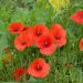 Papavero semplice rosso