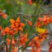 Crocosmia X Emily McKenzie