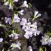 Oxalis triangularis, oxalis viola o trifoglio viola