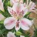 Alstroemeria Giglio del Perù Beatrice