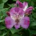 Alstroemeria Giglio del Perù Lucas