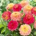 Dalie nane Princesse Elisabeth E Gracia in mix