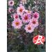 Dalia nana MYSTIC LADIES ® Candy Eyes