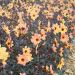 Dalia nana semplice dal fogliame decorativo nero Bright and Black