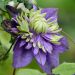 Clematide o Clematis Taïga