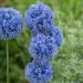 Allium caeruleum o Allium azureum