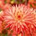 Dalia Cactus Java