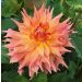Dalia Cactus a grandi fiori Dentelle Eclair