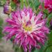 Dalia Cactus a grandi fiori Dentelle Arica