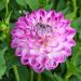 Dalia decorativa Berlingot