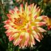 Dalia cactus a grandi fiori Aloha