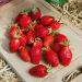 Fragola Gariguette