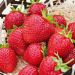 Fragola Charlotte