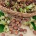 Nocciolo a Grandi Frutti
