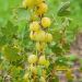 Ribes Uva Crispa - Uva Spina Invicta