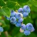 Myrtille Blue Crop - Vaccinum corymbosum 