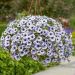 Pétunia SURFINIA ® BLUE VEIN ® Sunsolos