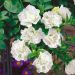 Pétunia SURFINIA ® DOUBLE WHITE ® Sundaho