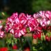 Géranium Lierre double MEXICANA