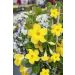 Dipladénia DIAMANTINA ® Opale Citrine