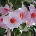 Dipladenia SUNDAVILLE ® Cream Pink Sunparapibra