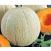 Melone Anasta F1 Pianta innestata