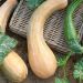 Pianta di Zucca Moscata Lunga di Nizza